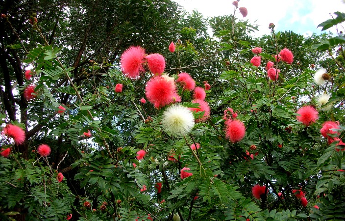 I think these are called Pink Spiky Puffball flowers. No, really